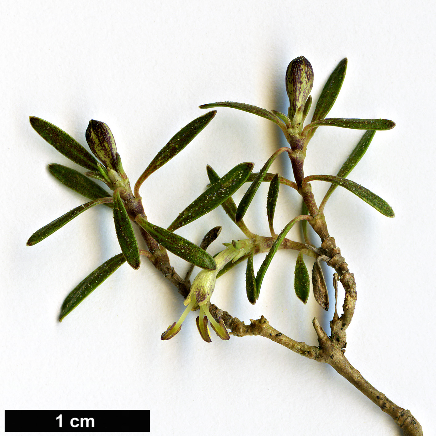 High resolution image: Family: Rubiaceae - Genus: Coprosma - Taxon: petriei